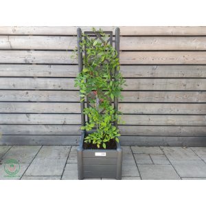 Vistéria kvetnatá (Wisteria floribunda) ´ROSEA´ - výška 120-140 cm, hranatý kvetináč - ŠPALIÉRA